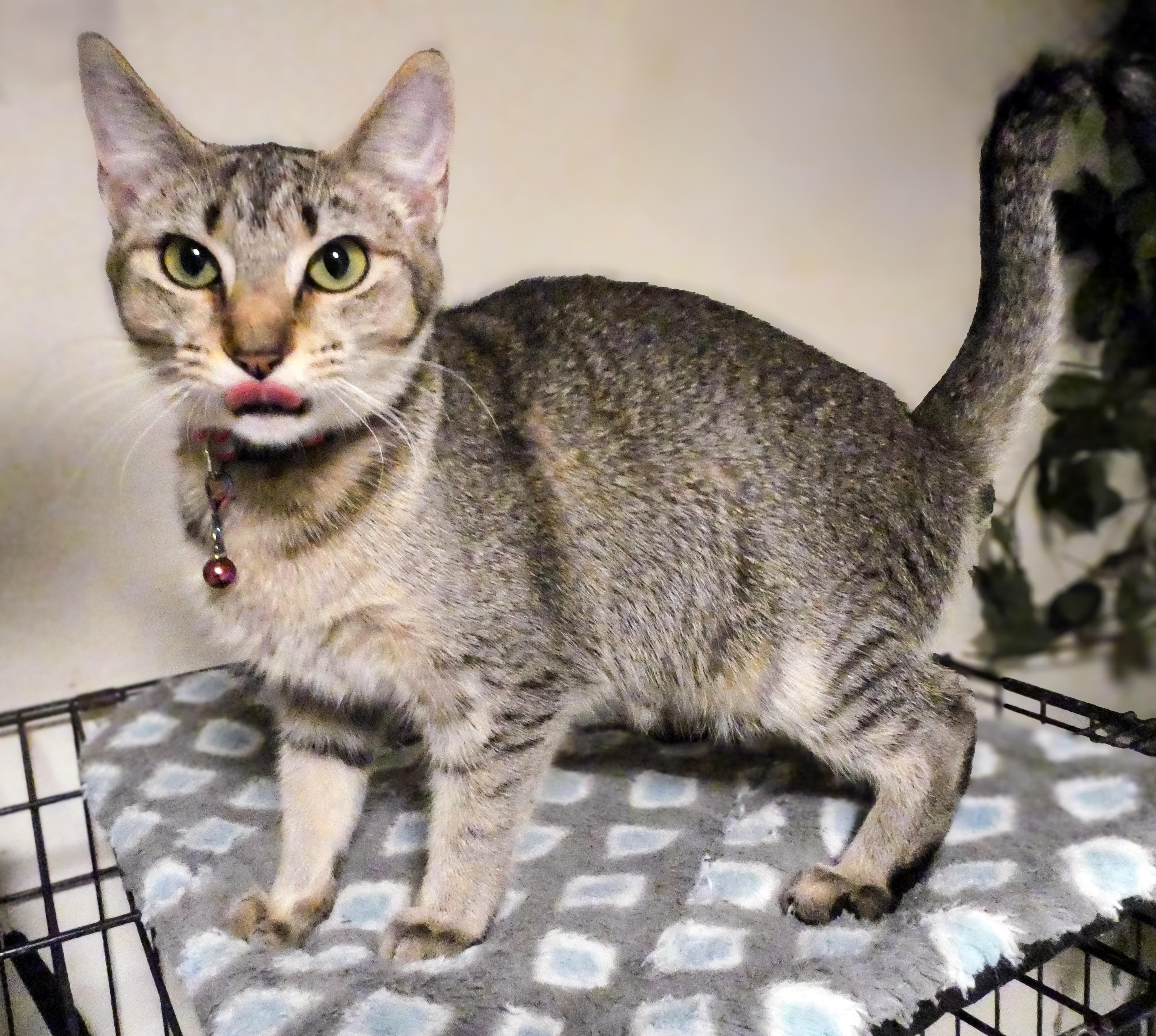 Enlarge Trixie, a ADOPTABLE Domestic Short Hair in Mount Sterling, KY image 4/5