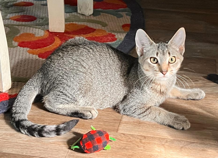 Enlarge Trixie, a ADOPTABLE Domestic Short Hair in Mount Sterling, KY image 3/5