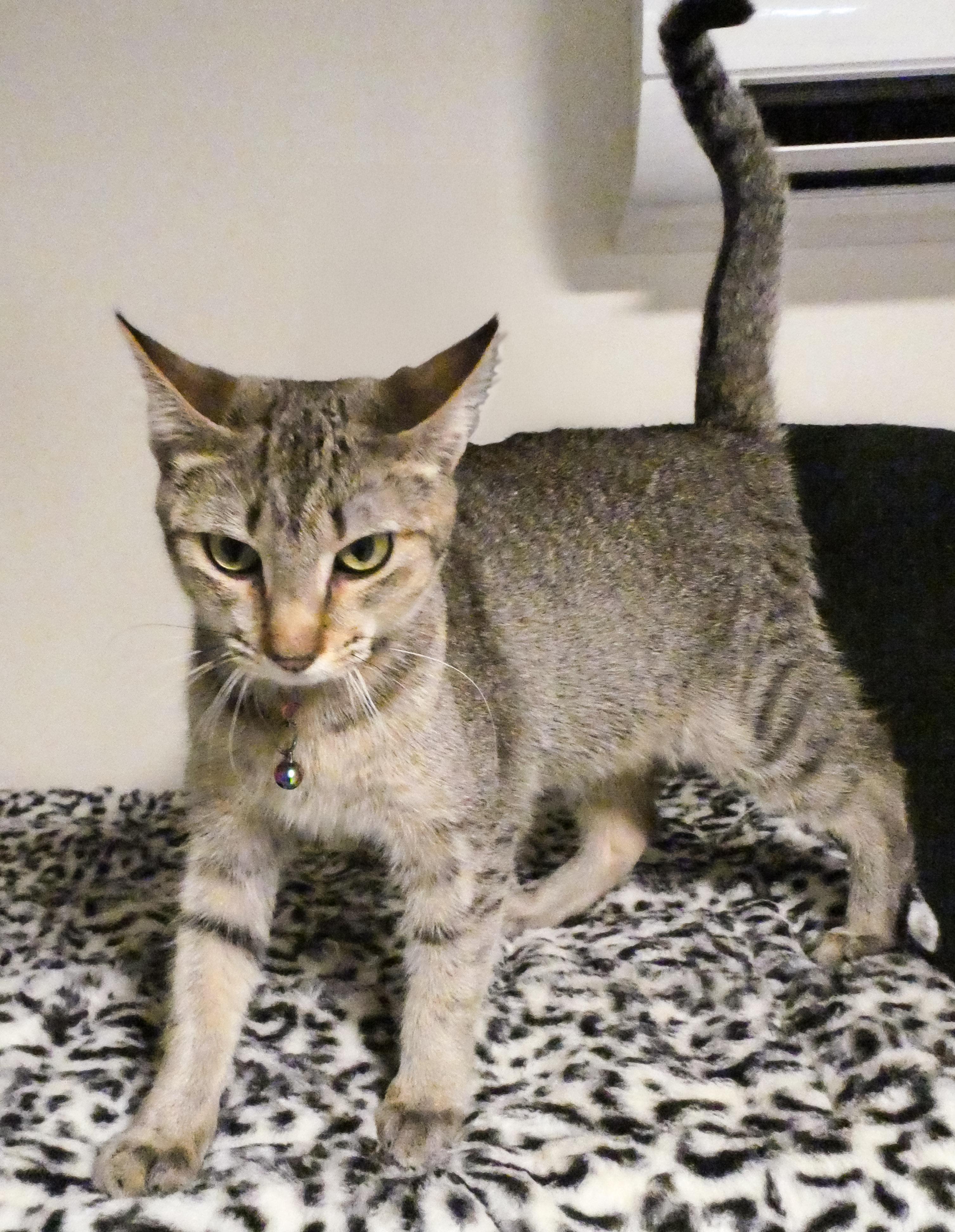 Enlarge Trixie, a ADOPTABLE Domestic Short Hair in Mount Sterling, KY image 1/5