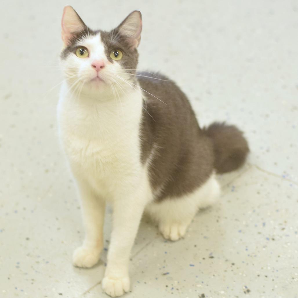 Stella, a Adoptable Domestic Short Hair in Belleville, IL image 1/6