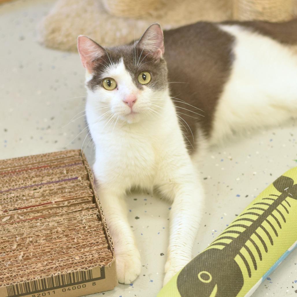 Stella, a Adoptable Domestic Short Hair in Belleville, IL image 2/6