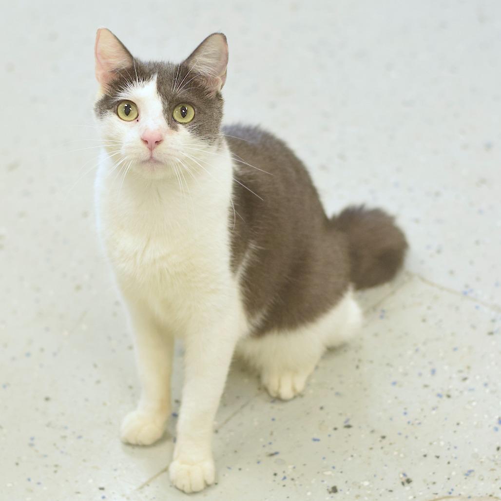Stella, a Adoptable Domestic Short Hair in Belleville, IL image 3/6