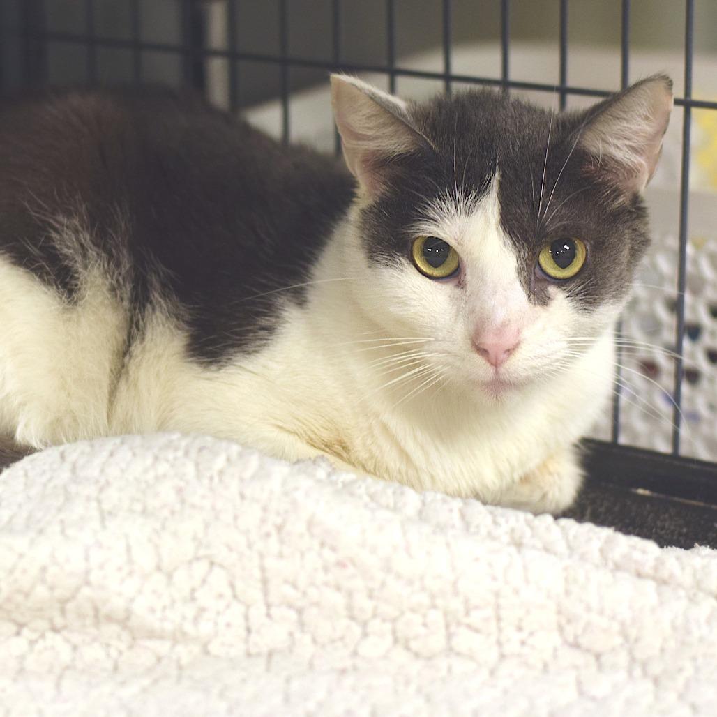 Stella, a Adoptable Domestic Short Hair in Belleville, IL image 4/6