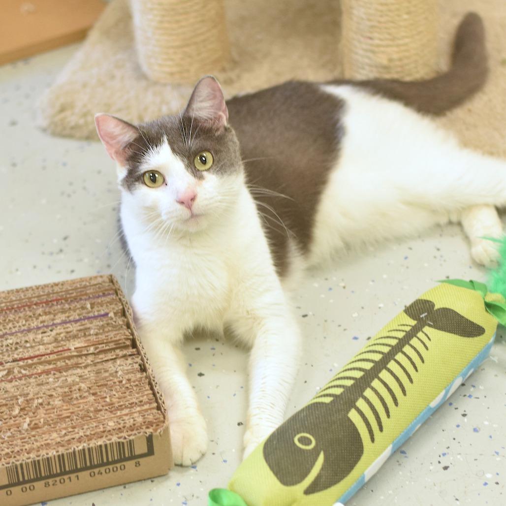 Stella, a Adoptable Domestic Short Hair in Belleville, IL image 5/6