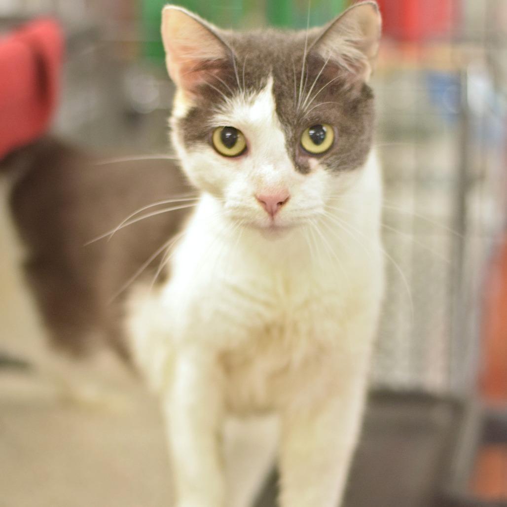 Stella, a Adoptable Domestic Short Hair in Belleville, IL image 6/6