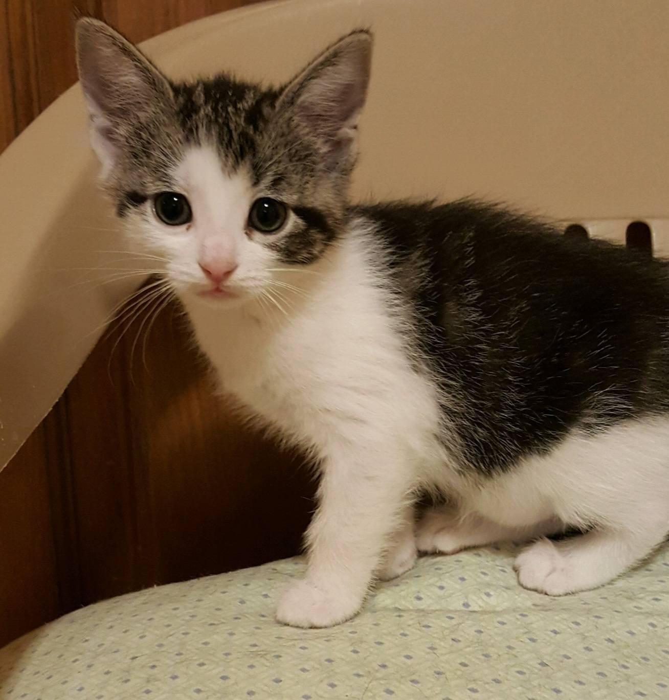 Biscotti, Baby Female Domestic Short Hair
