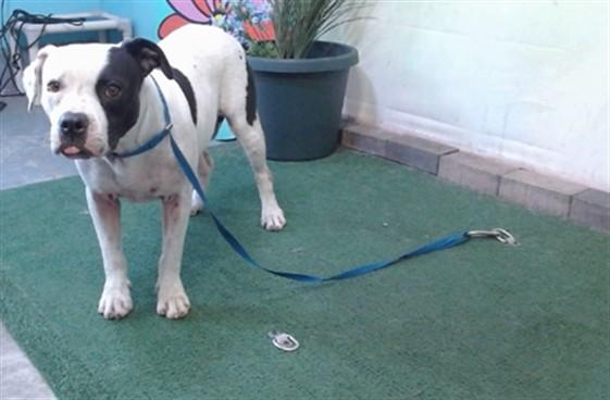 DOT, Adoptable, Adult Female Pit Bull Terrier.