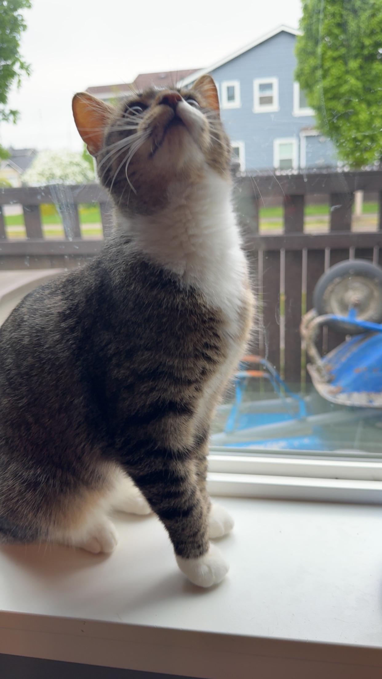 Mina, ADOPTABLE, Young Female Domestic Short Hair.