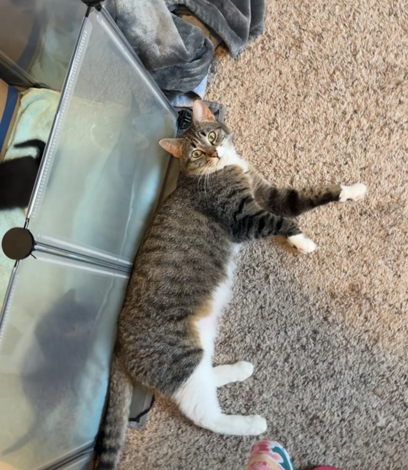 Mina, a ADOPTABLE Domestic Short Hair in Rochester, WA image 5/5