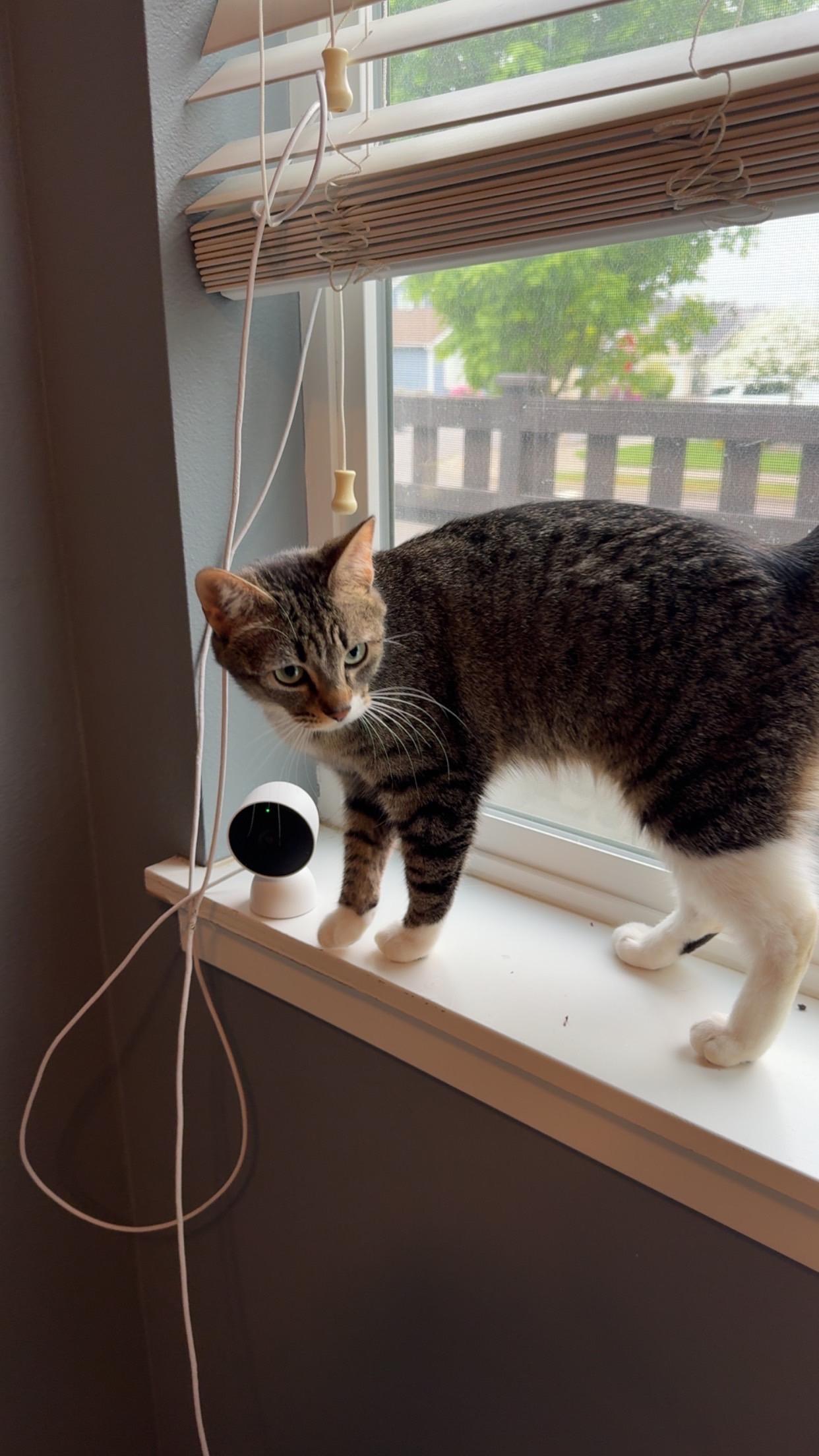 Mina, a ADOPTABLE Domestic Short Hair in Rochester, WA image 3/5