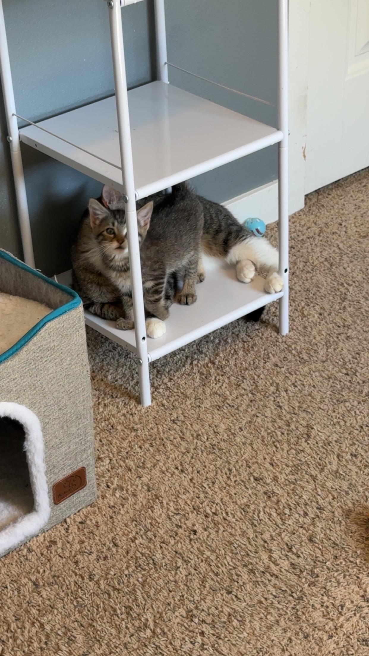 Mina, a ADOPTABLE Domestic Short Hair in Rochester, WA image 2/5