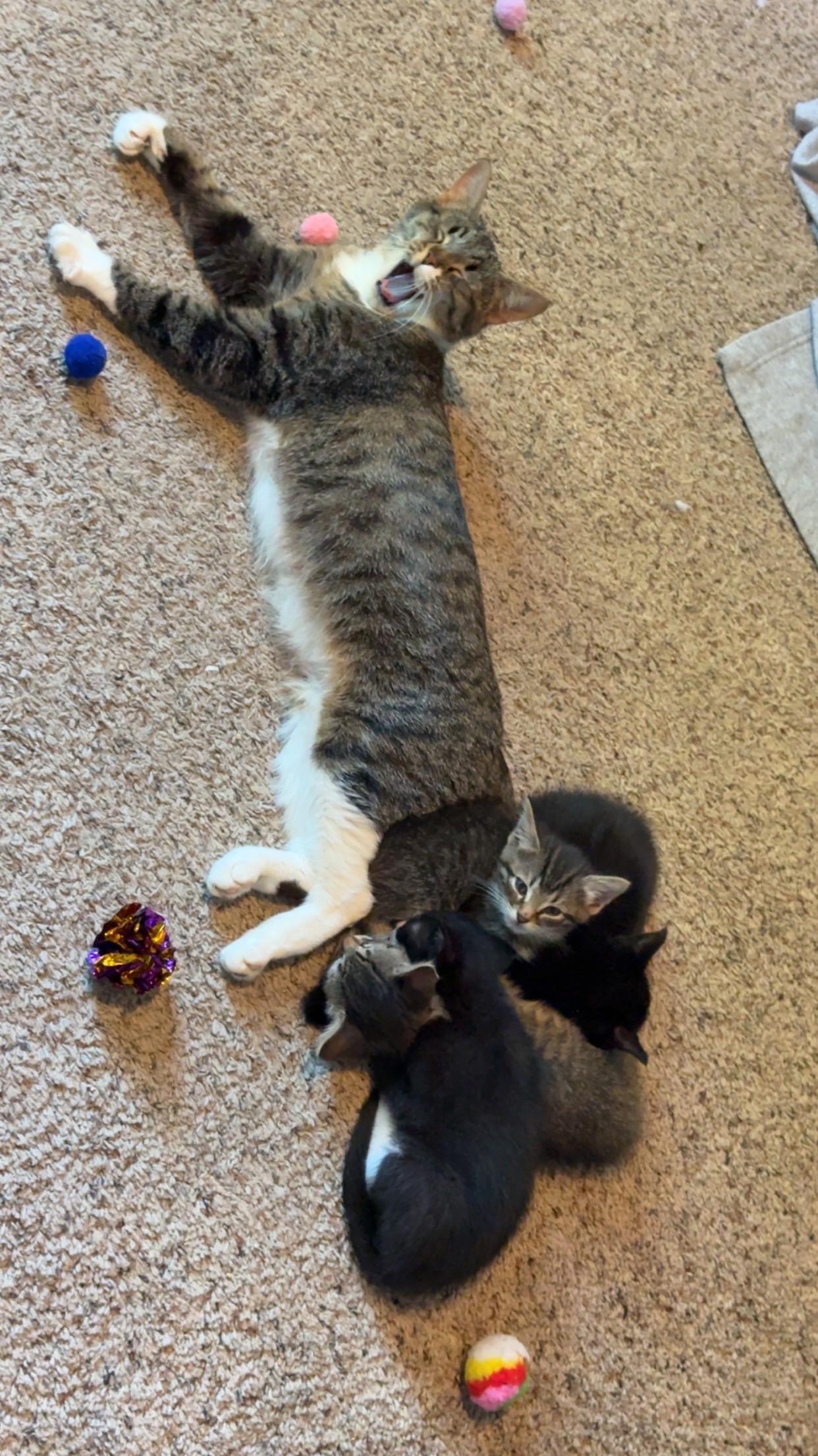 Mina, a ADOPTABLE Domestic Short Hair in Rochester, WA image 4/5