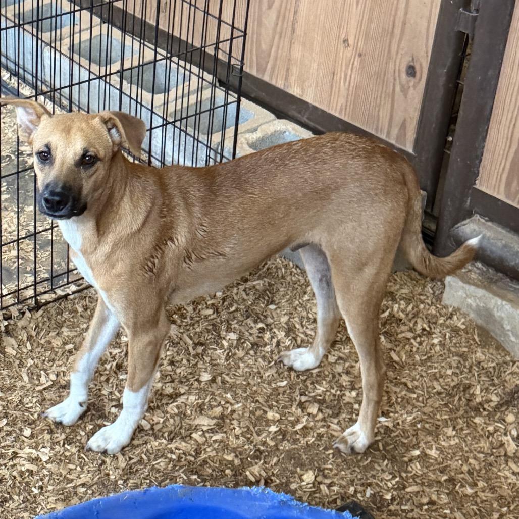 Dakota, ADOPTABLE, Young Male German Shepherd Dog & Mixed Breed.