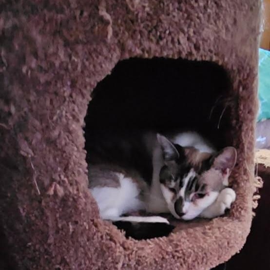 Snowy, a Adoptable mixed breed in Gladstone, OR image 3/6