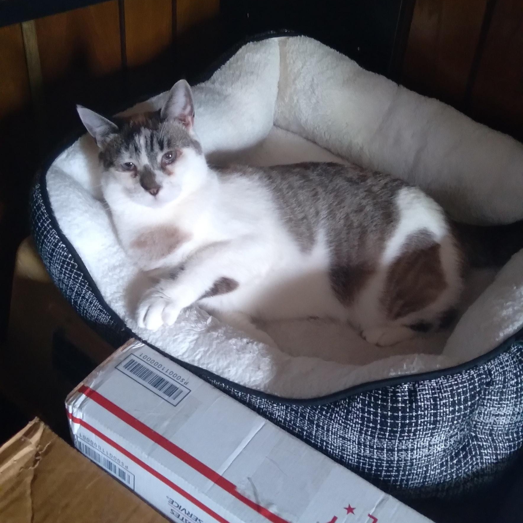 Snowy, a Adoptable mixed breed in Gladstone, OR image 1/6