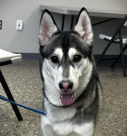 Enlarge Snow Force One, a Adoptable mixed breed in Mason, MI image 1/1