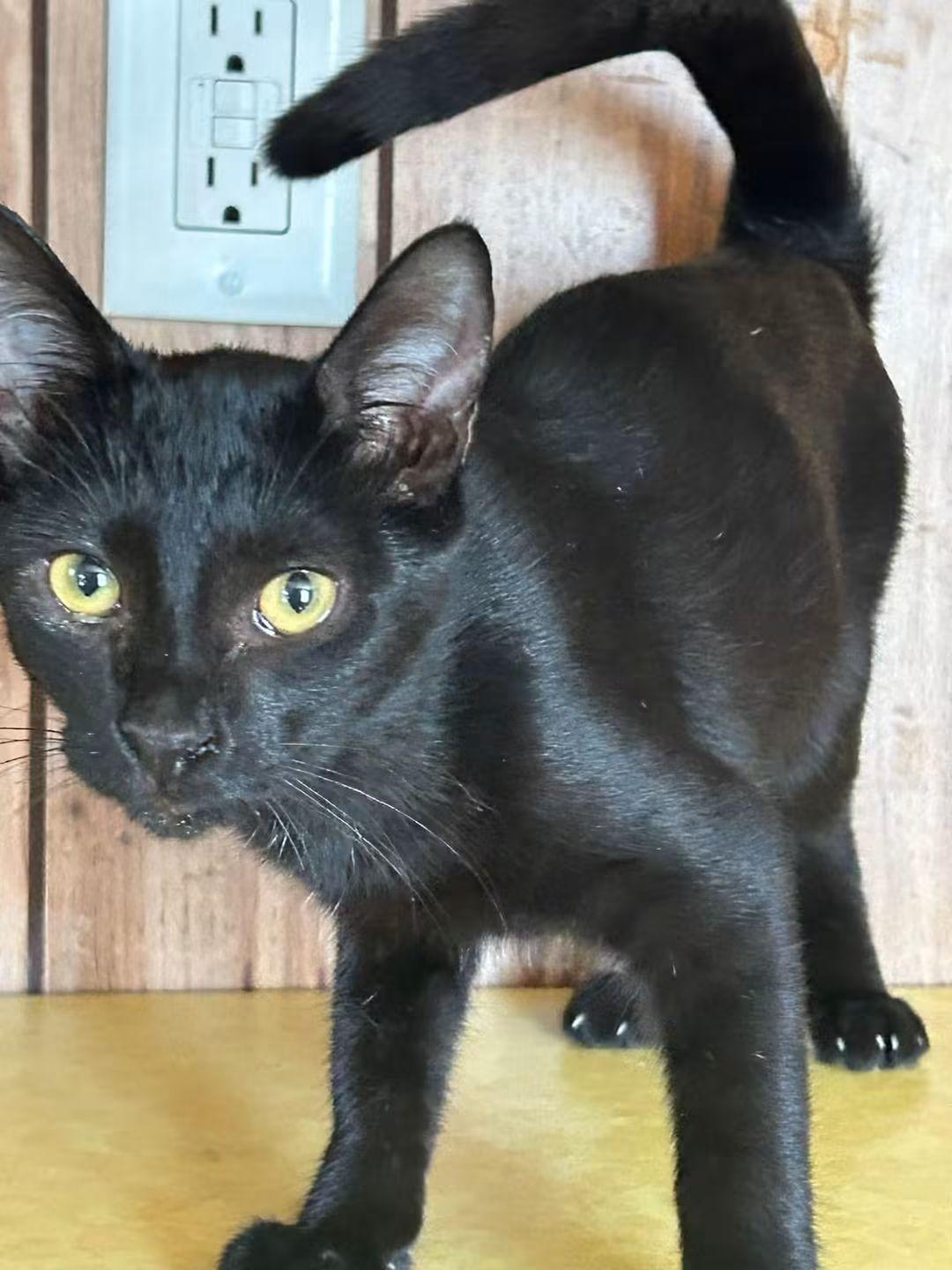 Leo, ADOPTABLE, Kitten Male Domestic Short Hair.