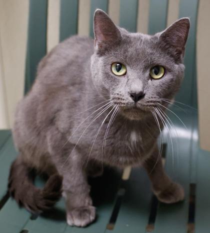 Shadow, Adoptable, Adult Female Domestic Short Hair & Domestic Short Hair.