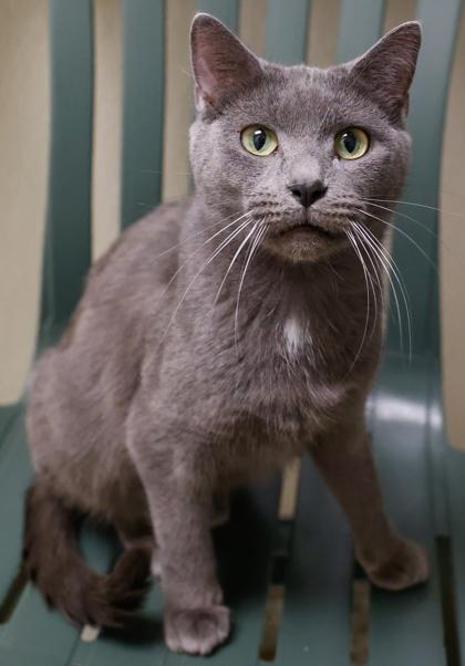 Enlarge Shadow, a Adoptable mixed breed in Baraboo, WI image 2/3