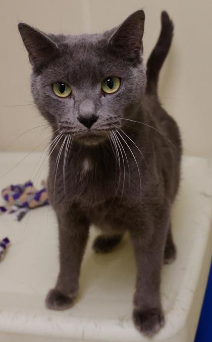 Enlarge Shadow, a Adoptable mixed breed in Baraboo, WI image 3/3