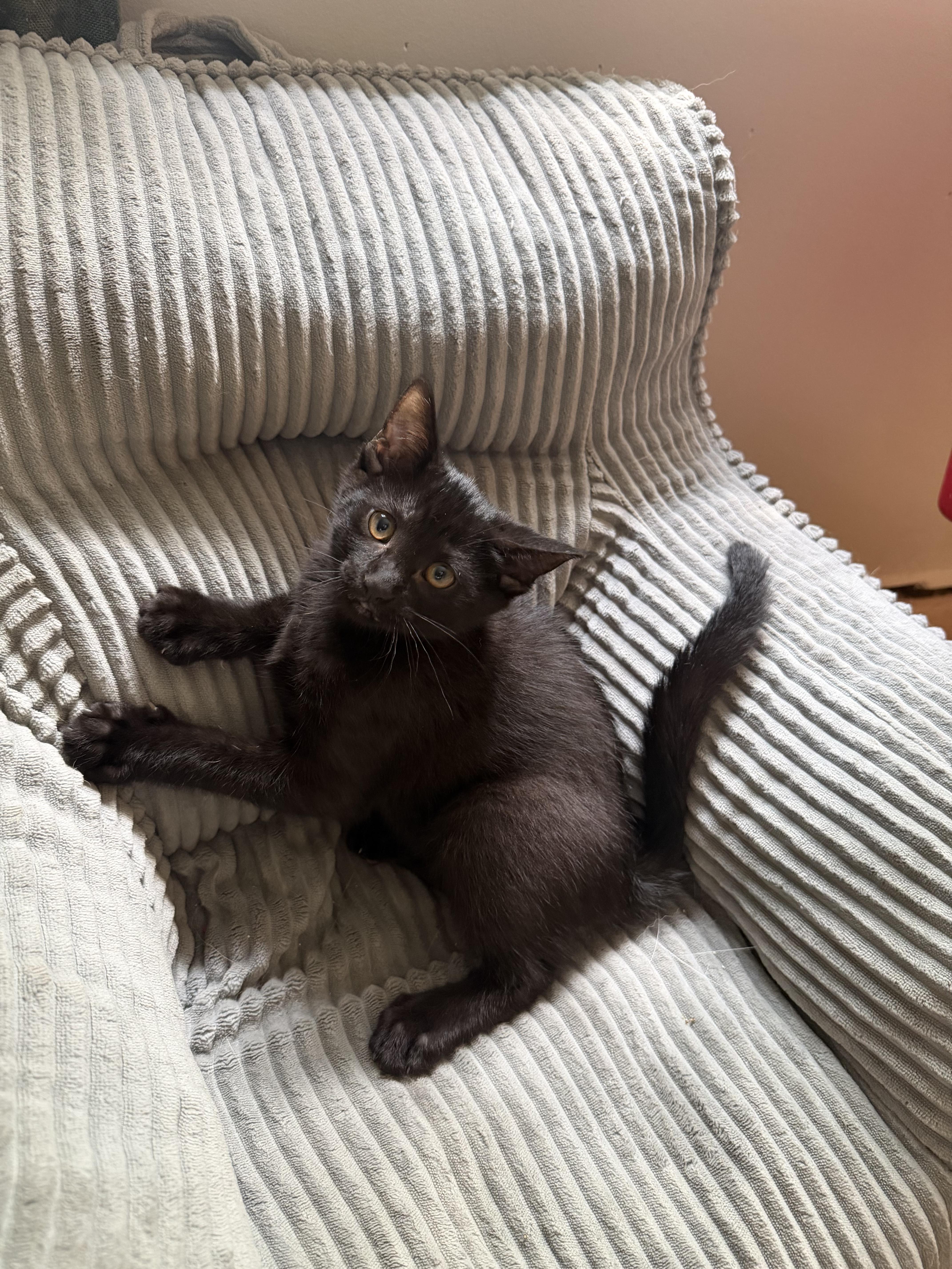 Pepper, a Adoptable Domestic Short Hair in Farmington, MN image 3/3