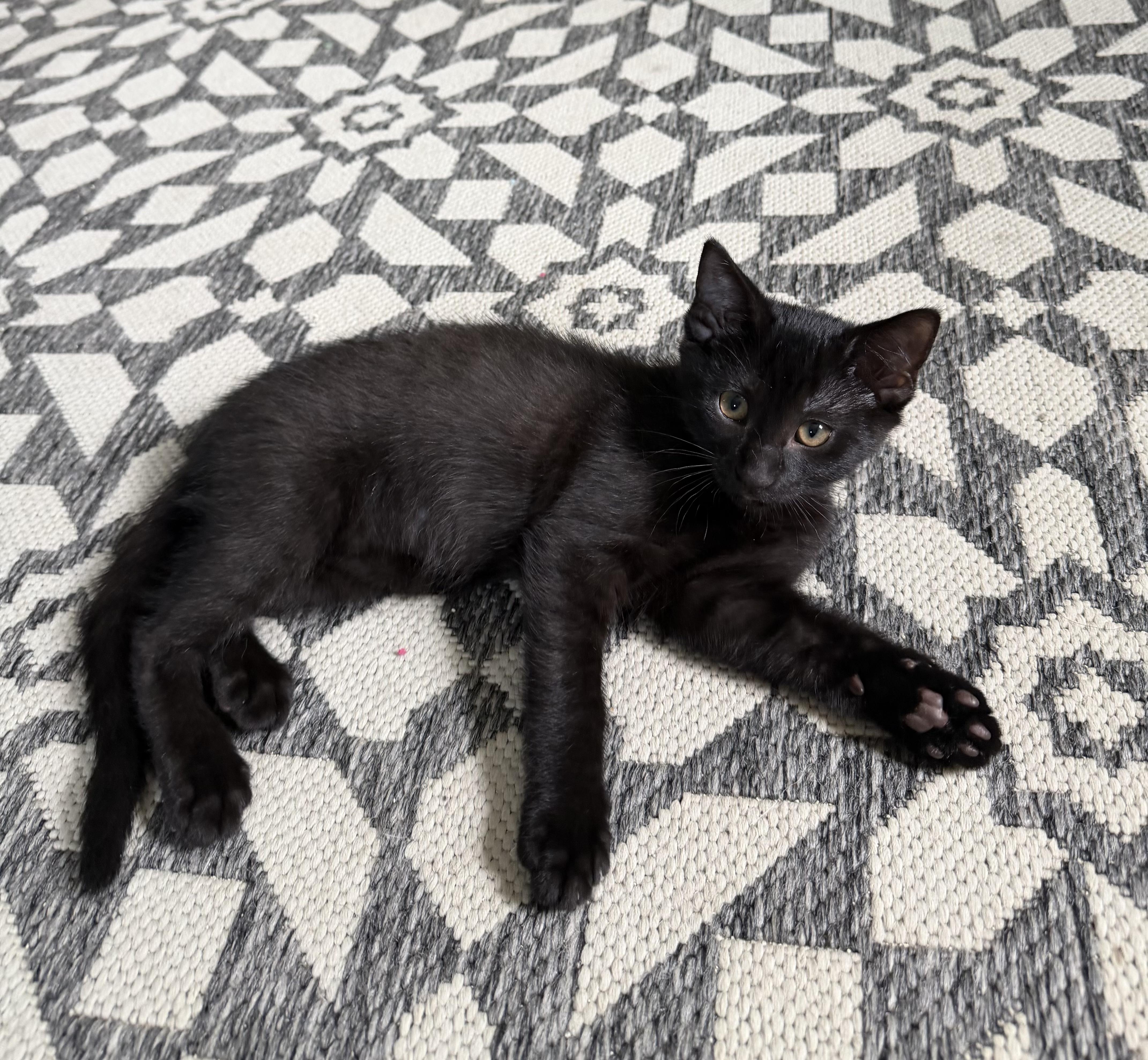 Pepper, Adoptable, Kitten Female Domestic Short Hair.