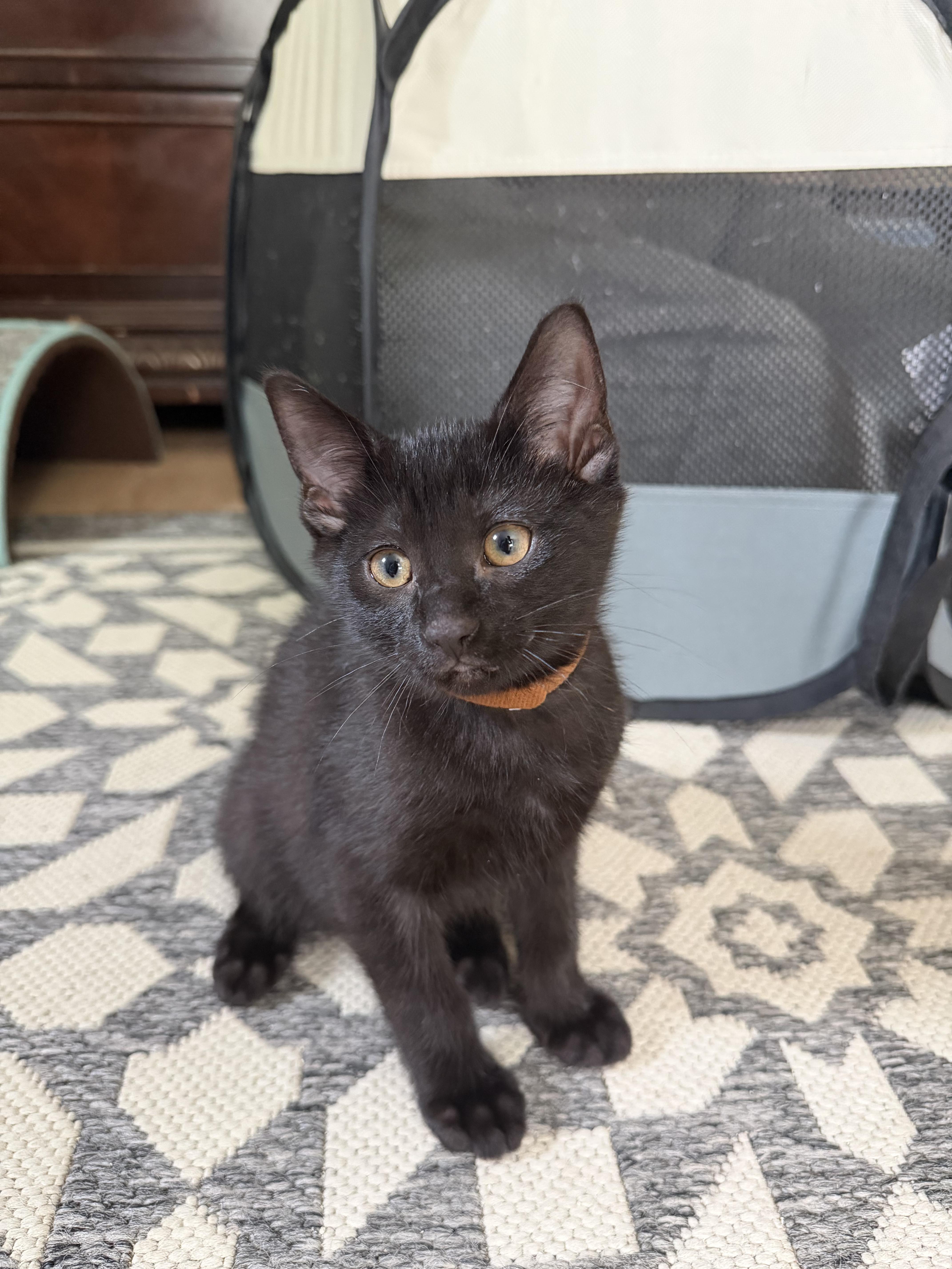 Pepper, a Adoptable Domestic Short Hair in Farmington, MN image 2/3