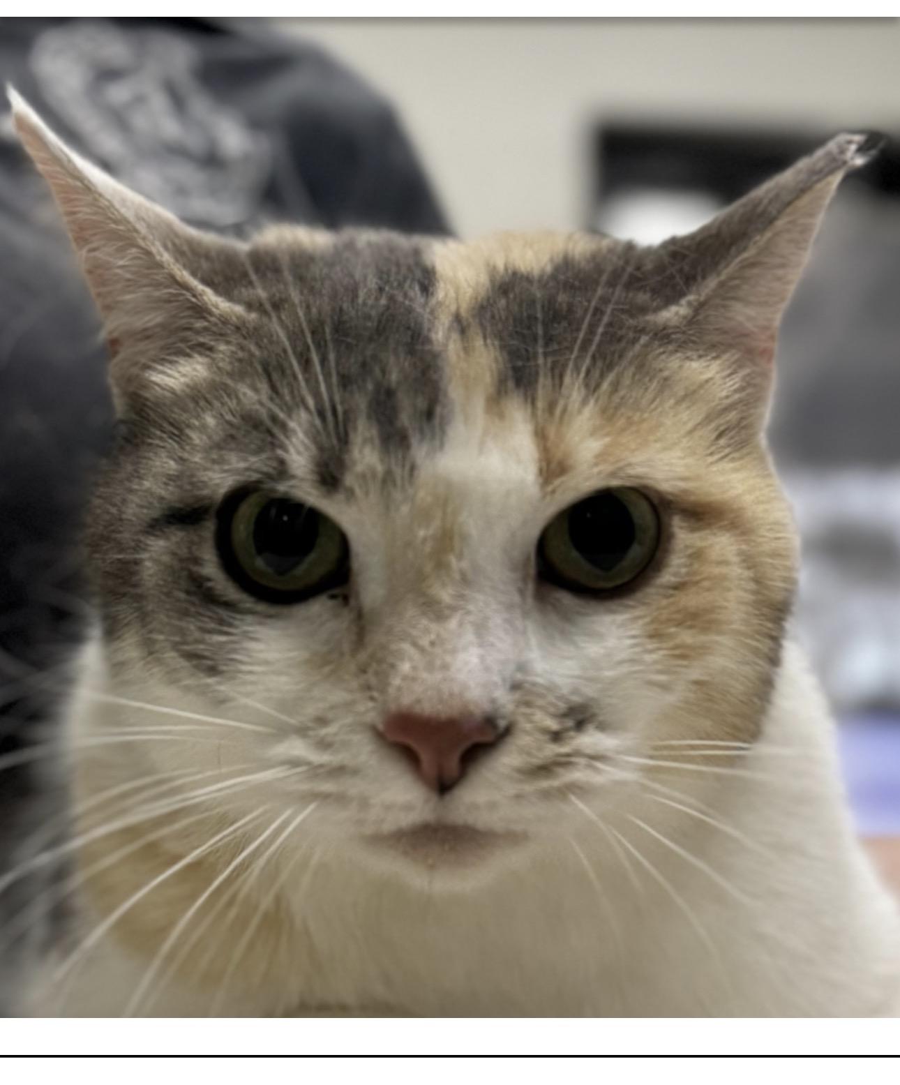 Capybara , adopted, Adult Female Domestic Short Hair.