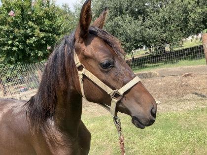 Enlarge Sora, a Adoptable Miniature Horse in Houston, TX image 1/3