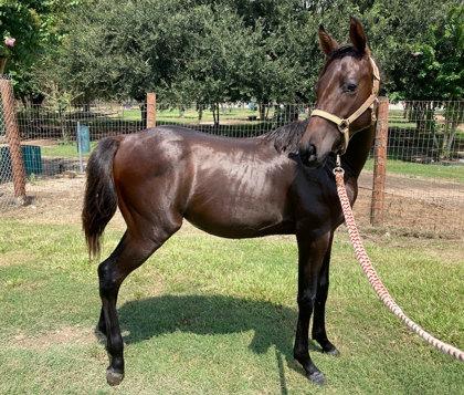 Sora, Adoptable, Young Female Miniature Horse & Miniature Horse.