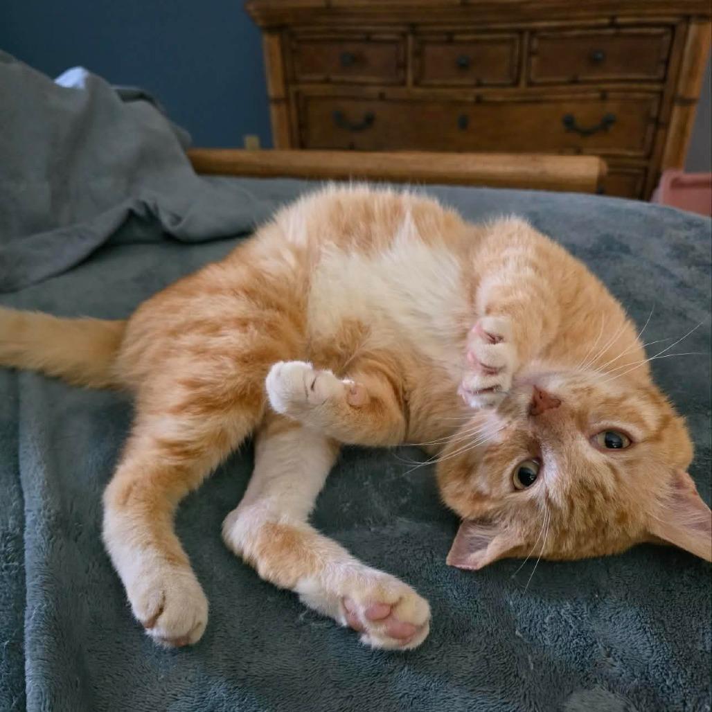 Enlarge Mango, a Adoptable Domestic Short Hair in Marietta, GA image 1/1