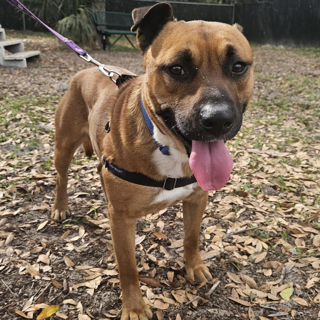 Orange Juice, a Adoptable Mixed Breed in Gainesville, FL image 2/6