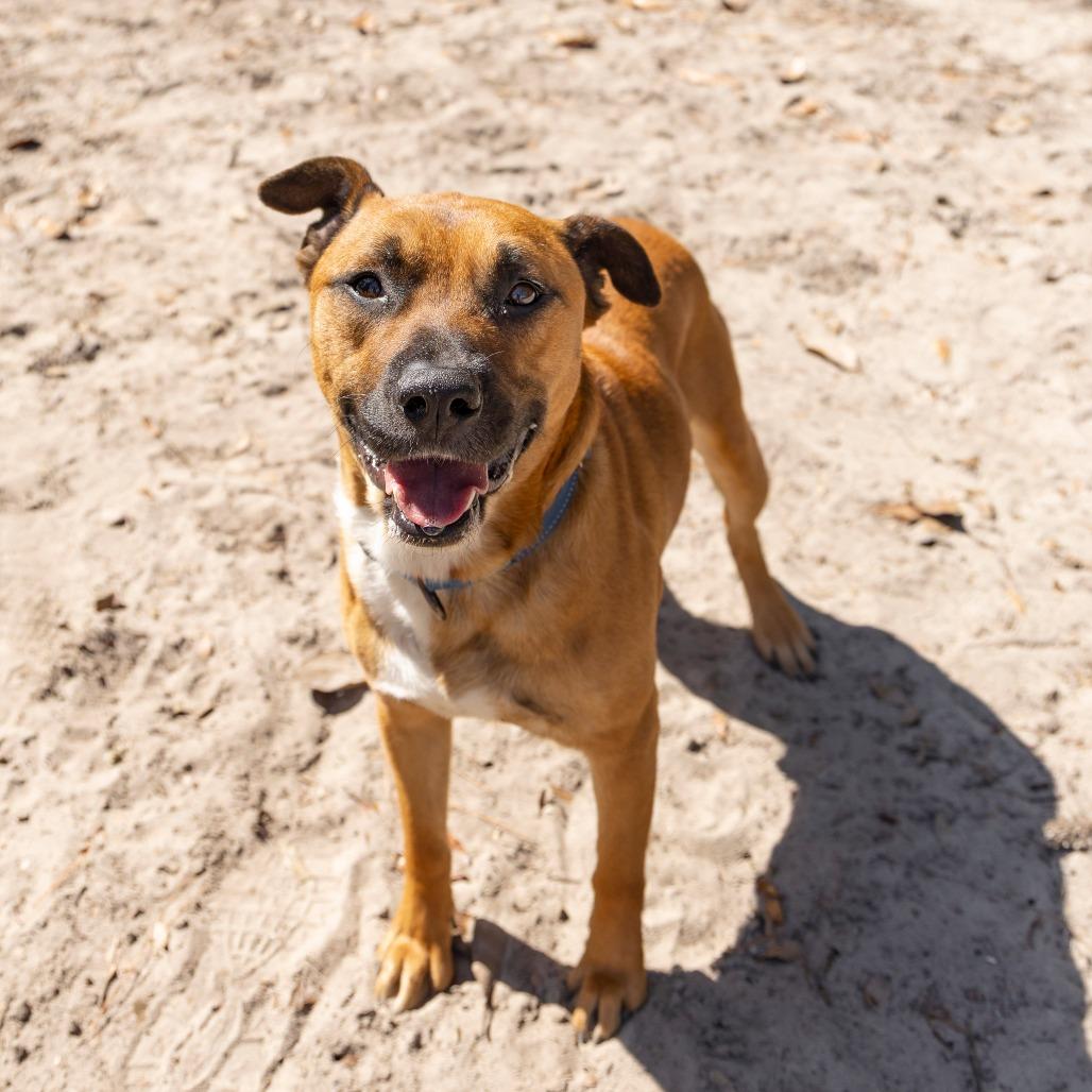 Orange Juice, a Adoptable Mixed Breed in Gainesville, FL image 3/6