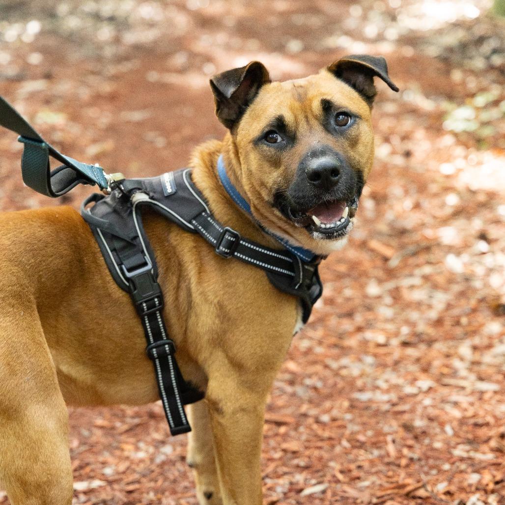Orange Juice, a Adoptable Mixed Breed in Gainesville, FL image 4/6