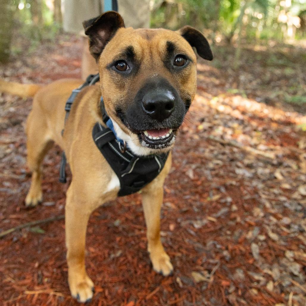 Orange Juice, a Adoptable Mixed Breed in Gainesville, FL image 5/6