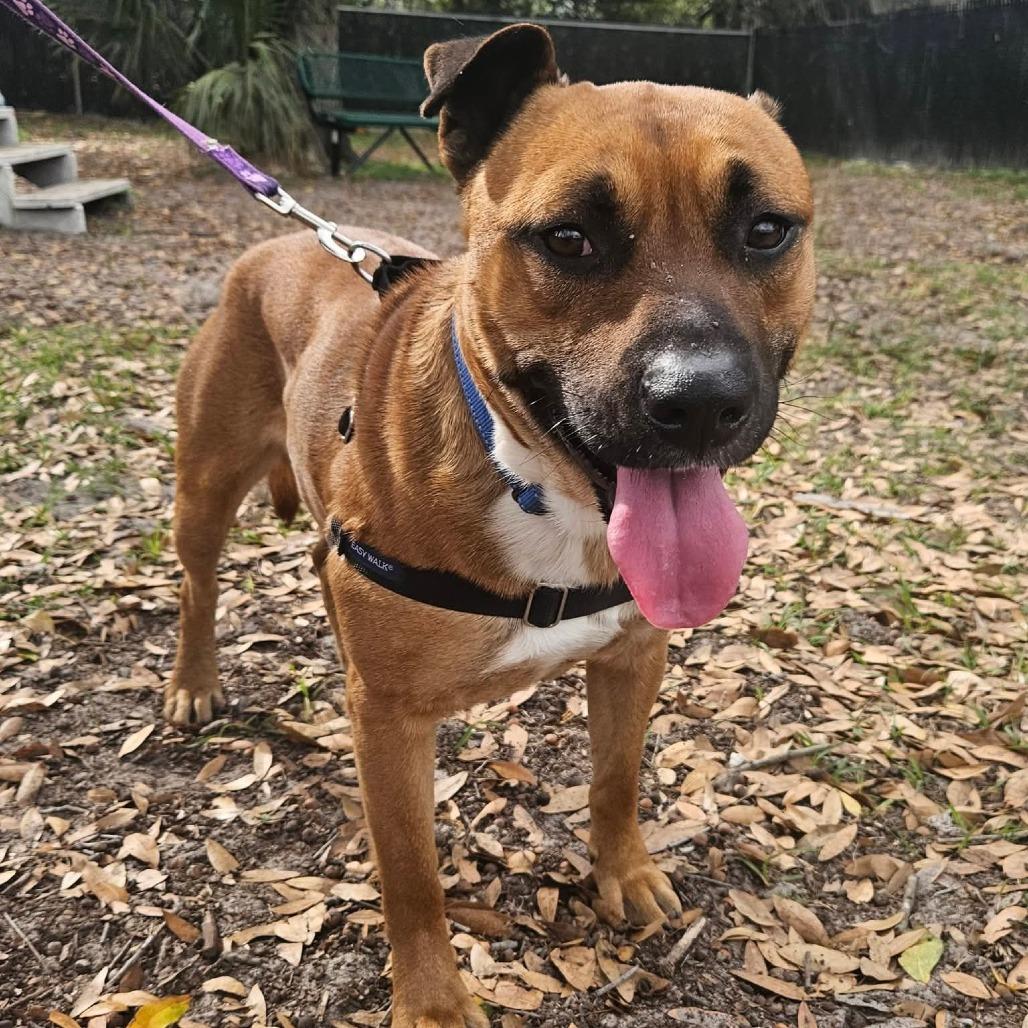 Orange Juice, a Adoptable Mixed Breed in Gainesville, FL image 6/6