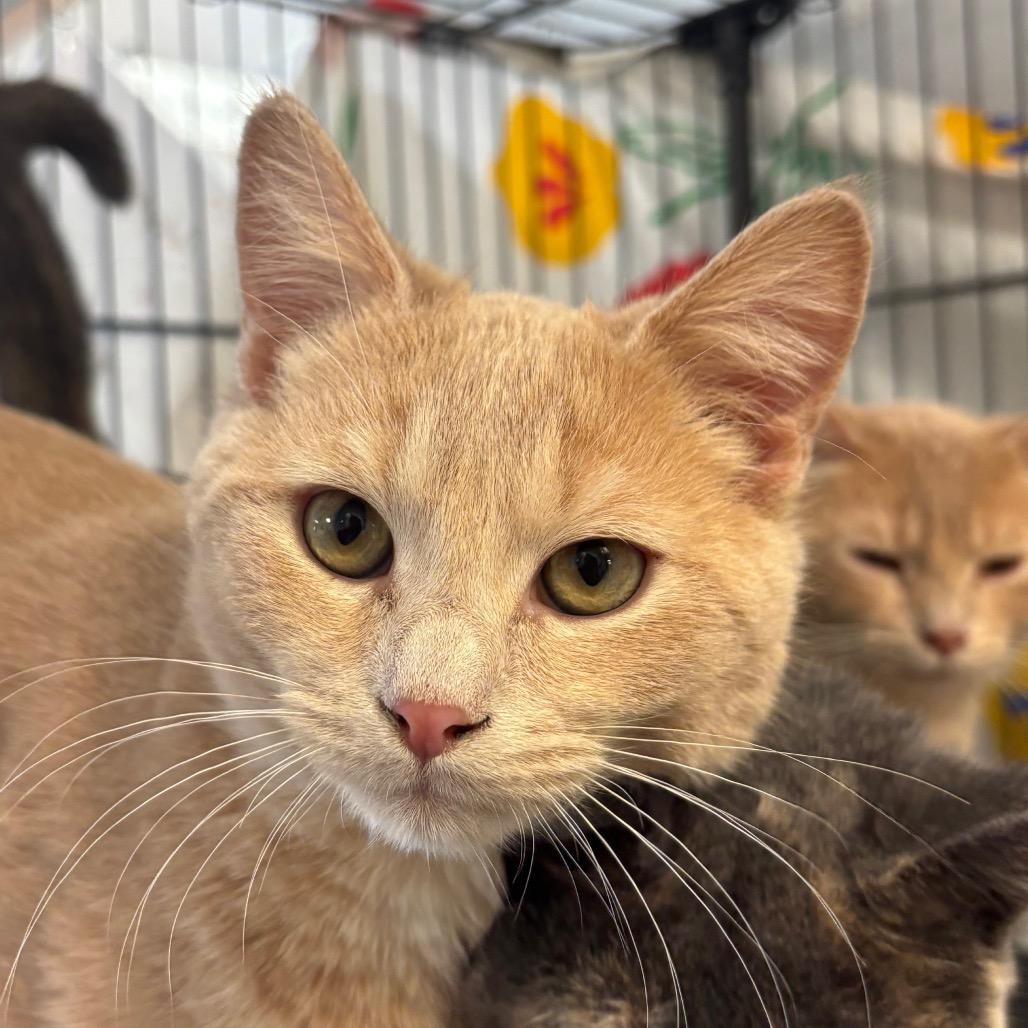 Enlarge Sage, a Adoptable Domestic Short Hair in Chippewa Falls, WI image 1/1