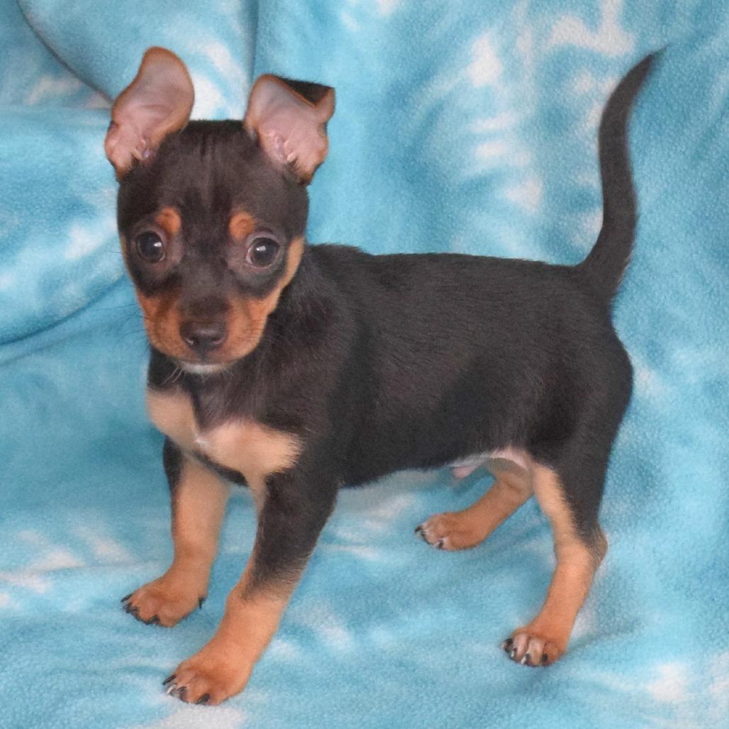 Kovu, Adoptable, Puppy Male Chihuahua.
