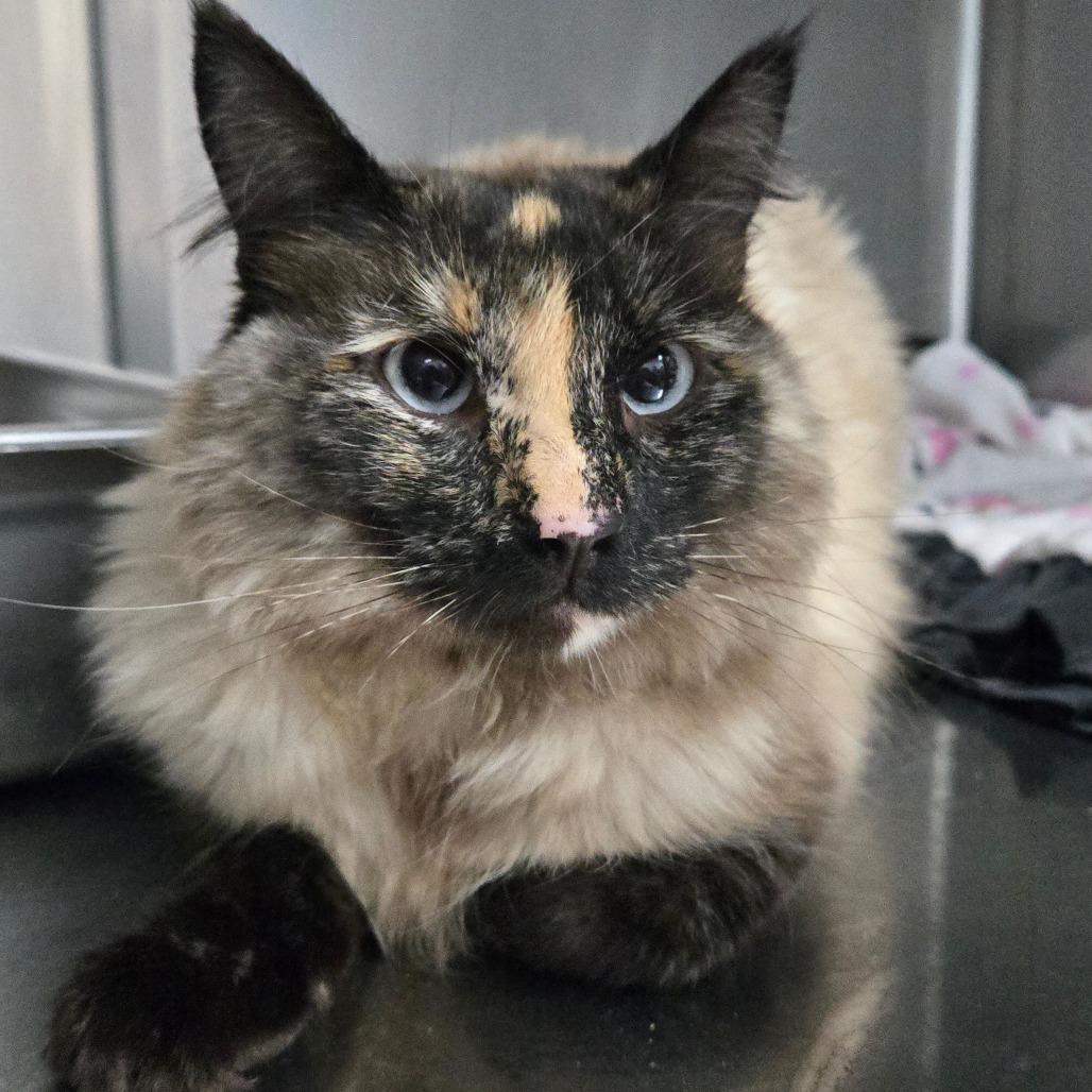 Toasty, Adoptable, Adult Female Domestic Medium Hair & Siamese.