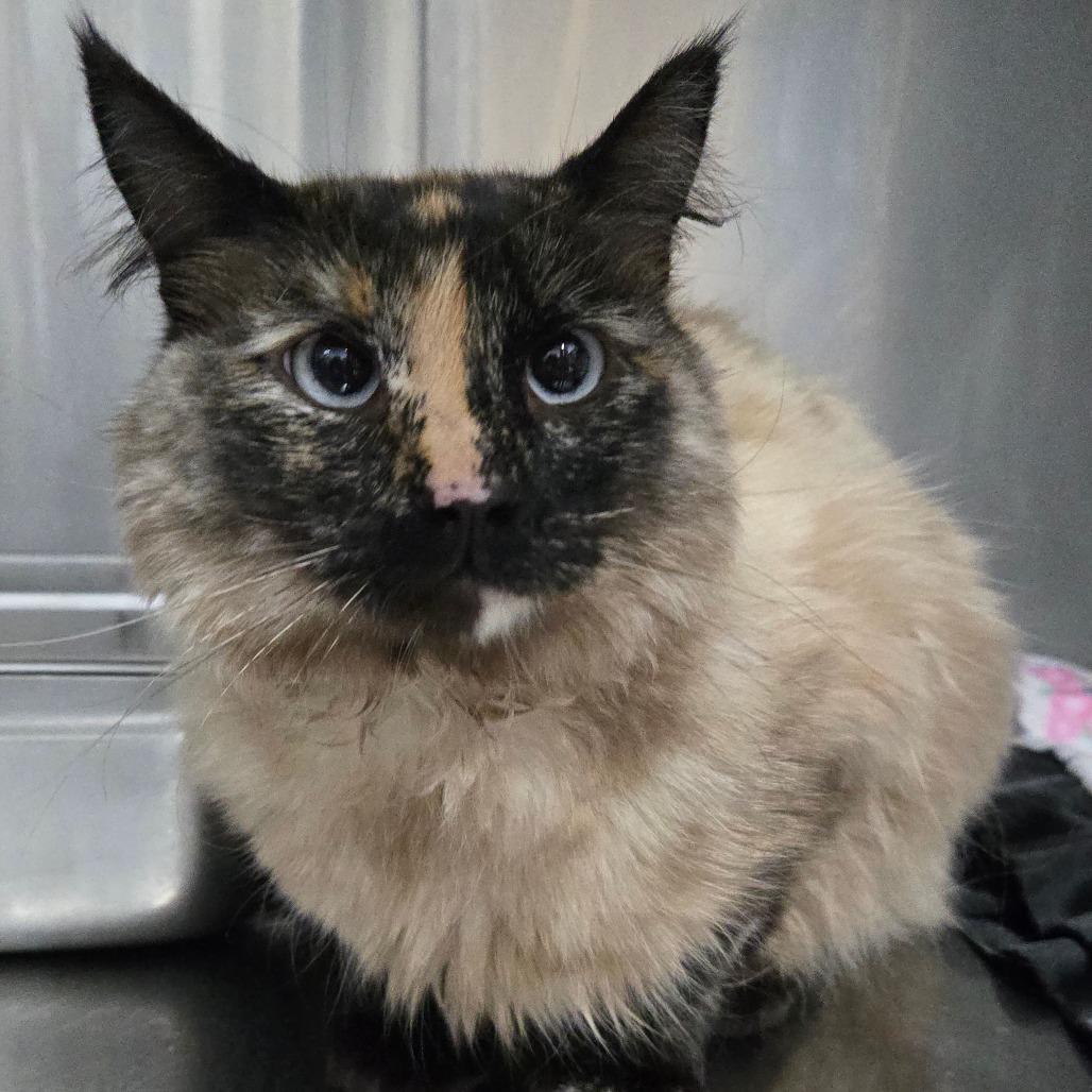 Enlarge Toasty, a Adoptable mixed breed in Idaho Falls, ID image 2/3