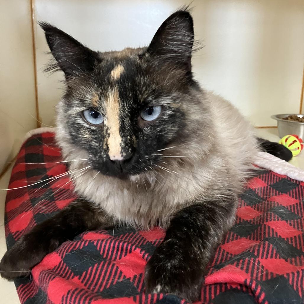 Enlarge Toasty, a Adoptable mixed breed in Idaho Falls, ID image 3/3