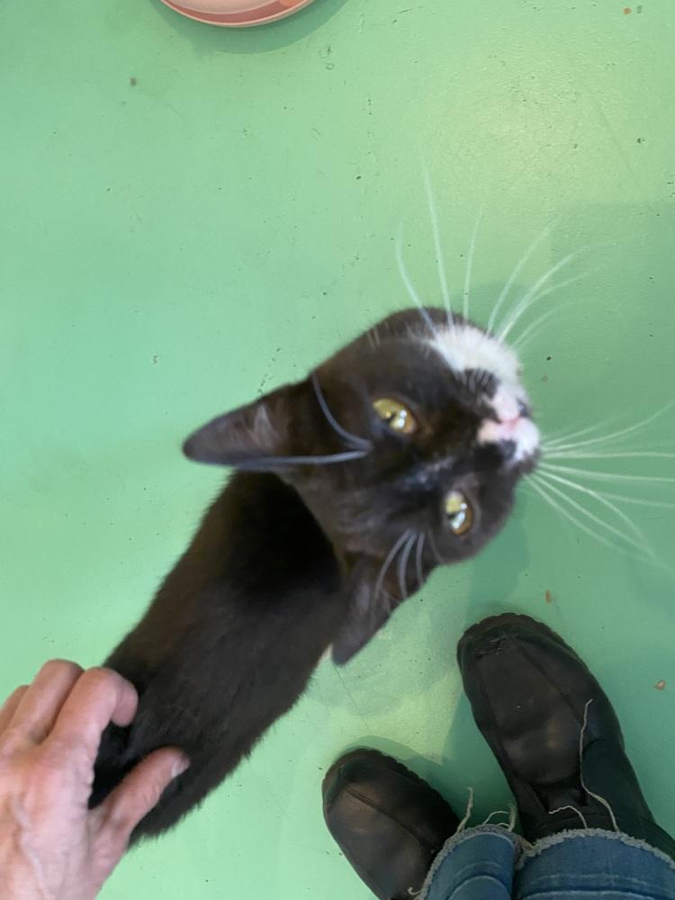 Pigeon, a Adoptable mixed breed in Lafayette, CO image 2/5