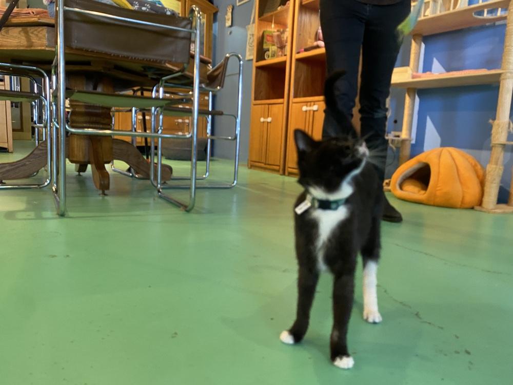 Pigeon, a Adoptable mixed breed in Lafayette, CO image 4/5