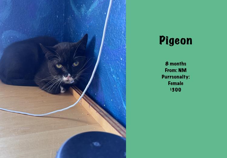 Pigeon, a Adoptable mixed breed in Lafayette, CO image 5/5