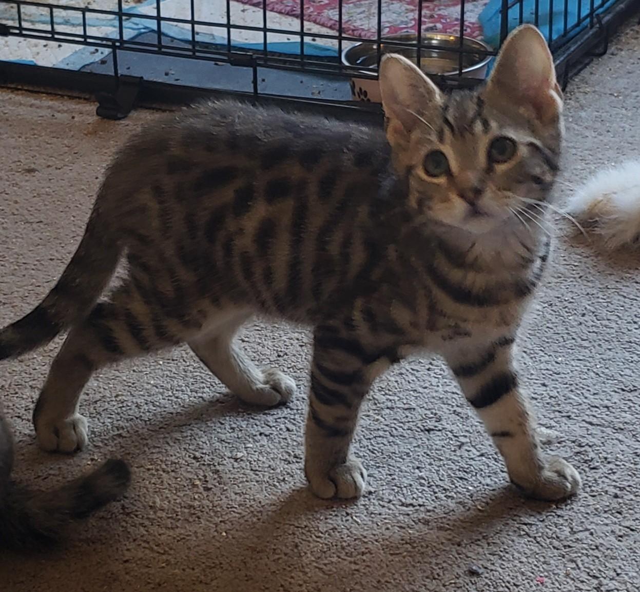 Enlarge Willie (bonded with Waylon), a ADOPTABLE Domestic Short Hair in Silverton, OR image 2/3