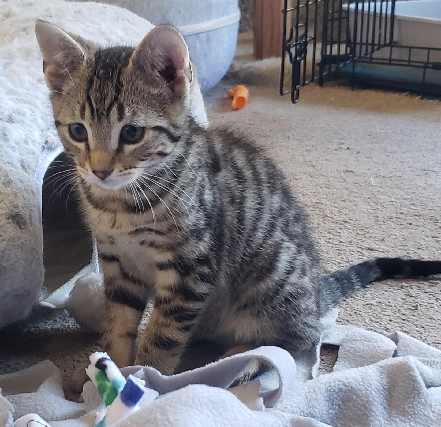 Enlarge Willie (bonded with Waylon), a ADOPTABLE Domestic Short Hair in Silverton, OR image 3/3