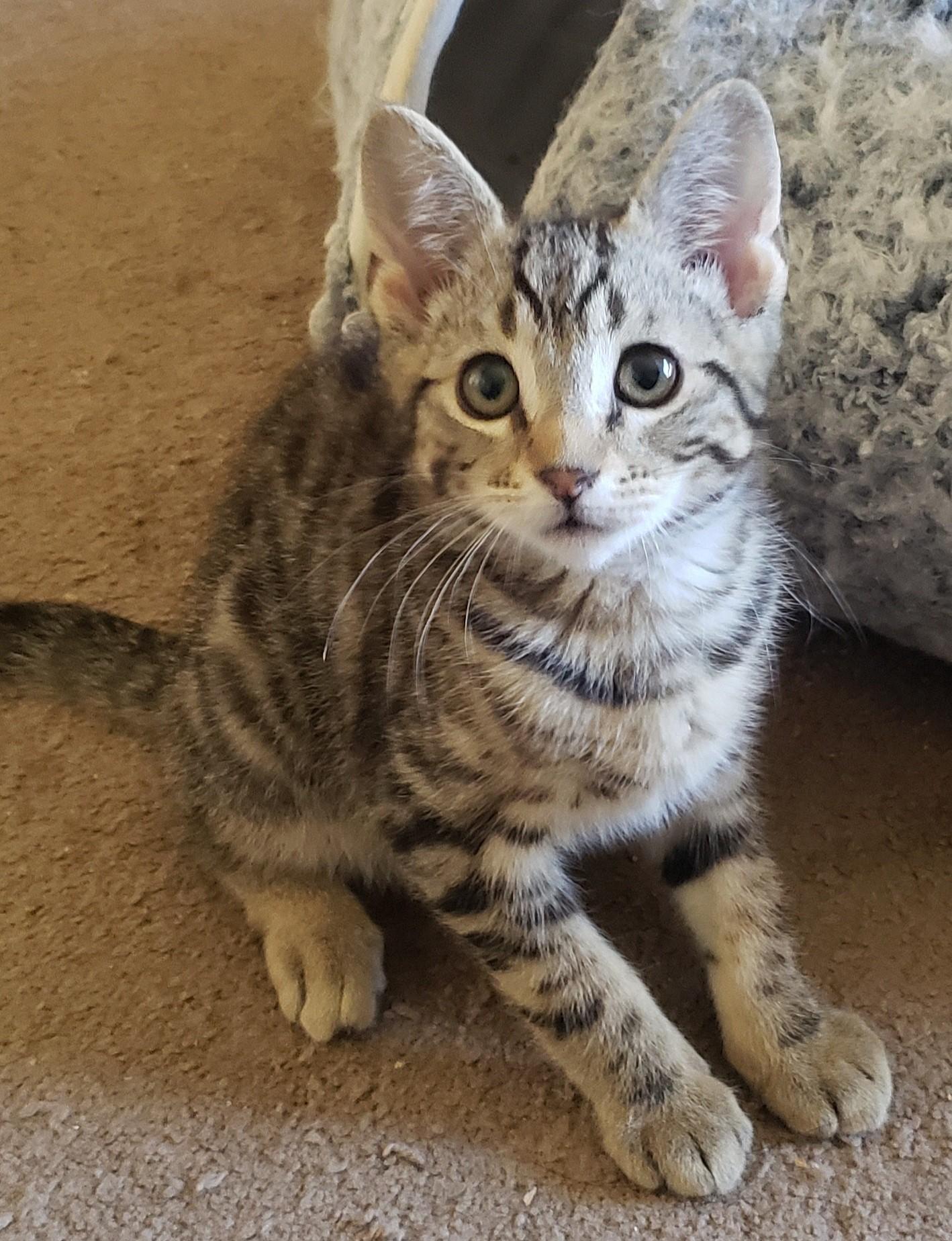 Willie (bonded with Waylon), ADOPTABLE, Kitten Male Domestic Short Hair.