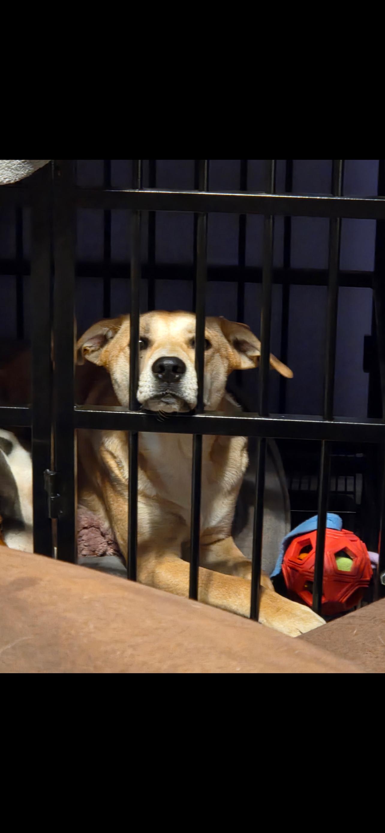 Aya, an adopted mixed breed in Lumberton, NC image 3/4