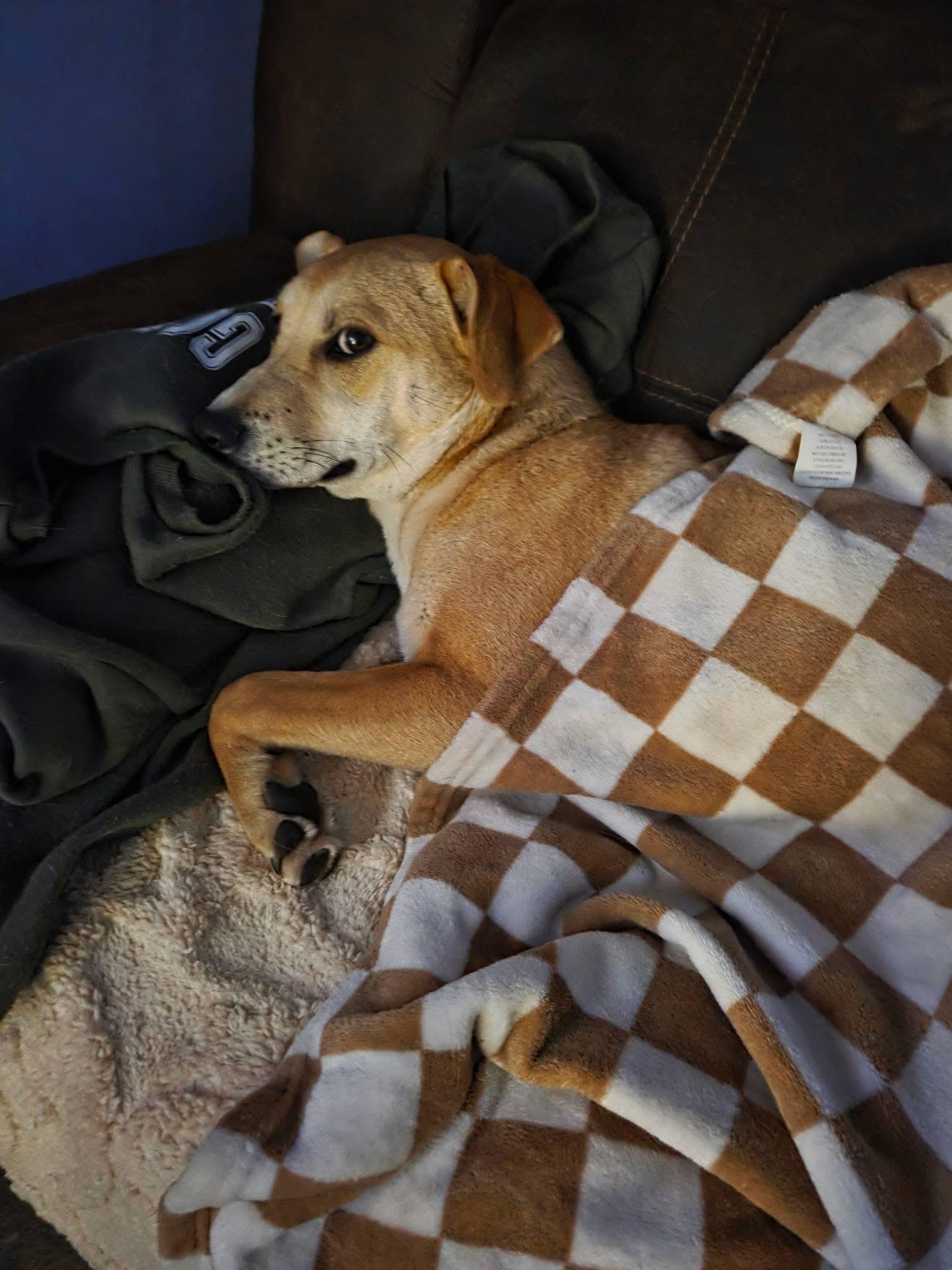 Aya, adopted, Young Female Mixed Breed.