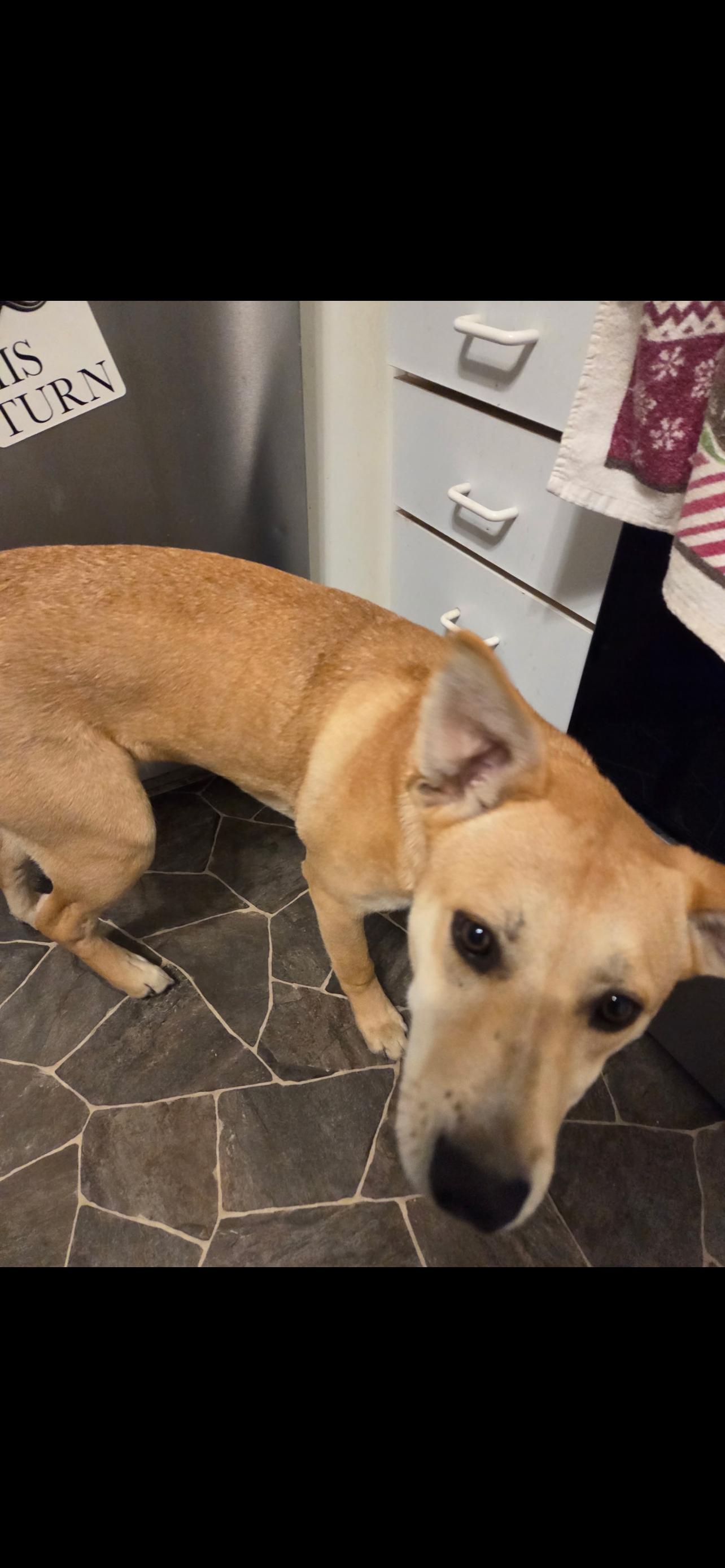 Aya, an adopted mixed breed in Lumberton, NC image 2/4